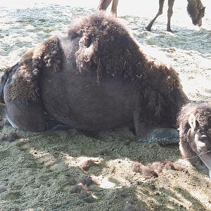 Dromedary camel (Camelus dromedarius), 2022-06-28