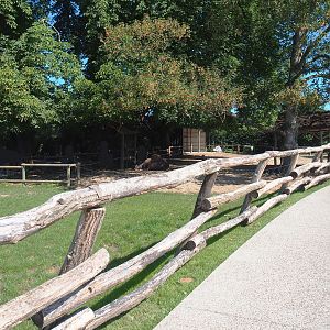 Dromedary camel paddock, 2022-06-28
