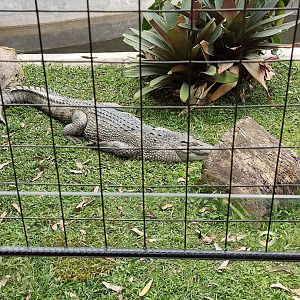 New Guinea Crocodile (Crocodylus novaeguineae)