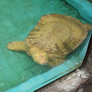 Albino Asian Softshell Turle (Amyda cartilaginea)