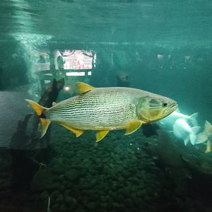 Dourado (Salminus brasiliensis)
