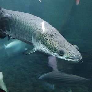 Pirarucu (Arapaima gigas)