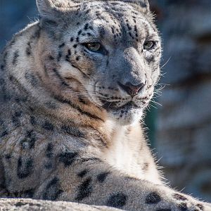 Snow leopard (Panthera uncia)