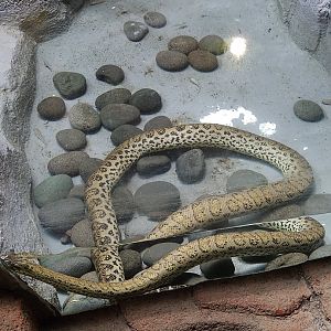 Yellow Anaconda (Eunectes notaeus)
