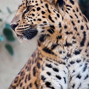 Amur leopard (Panthera pardus orientalis)