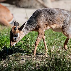 Cavendish's Dik Dik (Madoqua kirkii cavendishi)