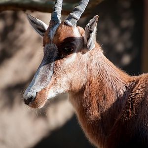 Bontebok (Damaliscus pygargus)
