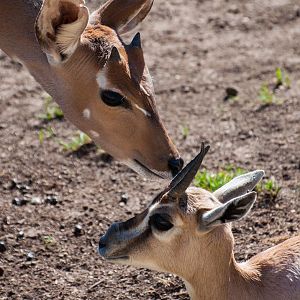 Nyala (Tragelaphus angasii) and Speke's gazelle (Gazella spekei)