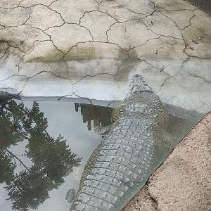 Saltwater Crocodile (Crocodylus porosus)