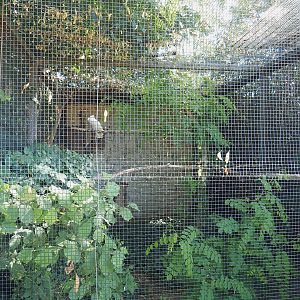 Umbrella cockatoo aviary, 2022-06-28