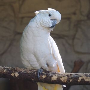 Umbrella cockatoo (Cacatua alba), 2022-06-28