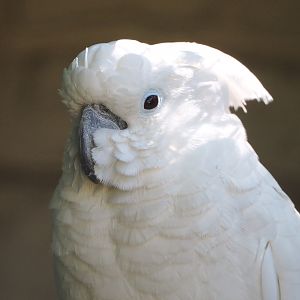 Umbrella cockatoo (Cacatua alba), 2022-06-28