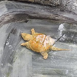 Albino Common Snapping Turtle (Chelydra serpentina)