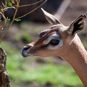 Gerenuk (Litocranius walleri)