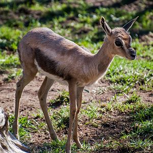 Speke's gazelle (Gazella spekei)
