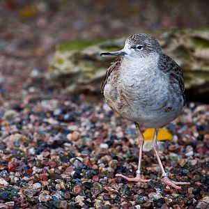 Ruff (Calidris pugnax)