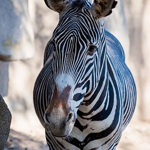Grevy's zebra (Equus grevyi)