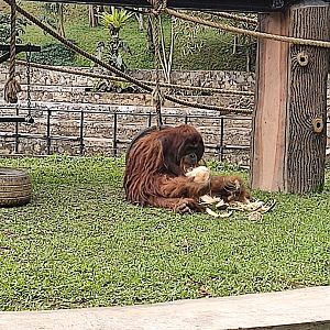 Sumatran Orangutan (Pongo abeli)