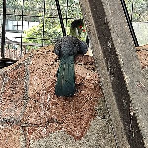 White-cheeked Turaco (Menelikornis leucotis)