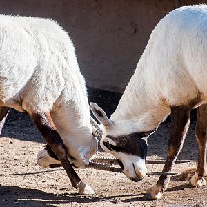 Arabian oryx (Oryx leucoryx)
