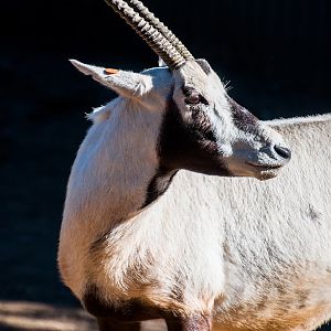 Arabian oryx (Oryx leucoryx)