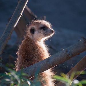 Meerkat (Suricata suricatta)