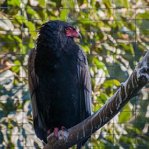 Bateleur (Terathopius ecaudatus)