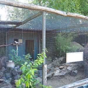 Eleonora sulphur-crested cockatoo and Australian brush turkey aviary, 2022-06-28