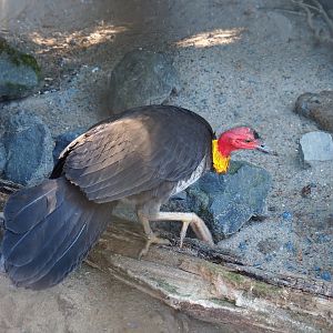 Australian brush turkey (Alectura lathami), 2022-06-28