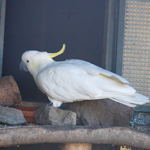Eleonora sulphur-crested cockatoo (Cacatua galerita eleonora), 2022-06-28