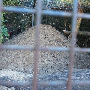 Australian brush turkey nesting mound, 2022-06-28
