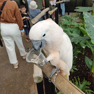 Salmon-crested Cockatoo (Cacatua moluccensis)