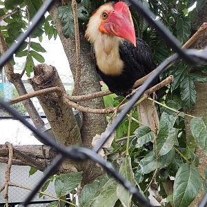 Writhed Hornbill (Rhabdotorrhinus leucocephalus)