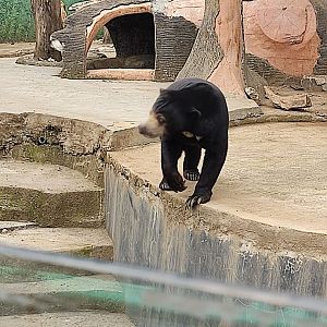Sunbear (Helarctos malayanus)