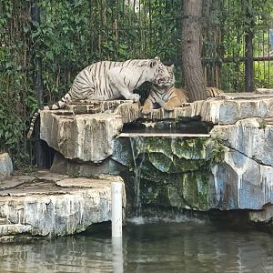 Siberian Tiger (Panthera tigris altaica)