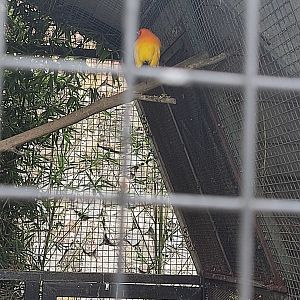 Flame Bowerbird (Sericulus ardens)