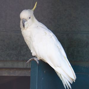 Eleonora sulphur-crested cockatoo (Cacatua galerita eleonora), 2022-06-28