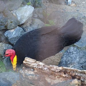 Australian brush turkey (Alectura lathami), 2022-06-28