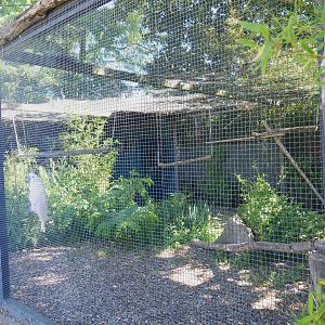 Moluccan cockatoo aviary, 2022-06-28