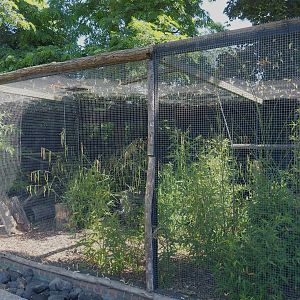 Moluccan cockatoo aviary, 2022-06-28