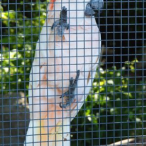 Moluccan cockatoo (Cacatua moluccensis), 2022-06-28