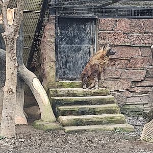 Brown Hyena (Parahyaena brunnea)