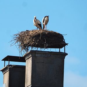 European white stork nest on chimney of aquarium building, 2022-06-28