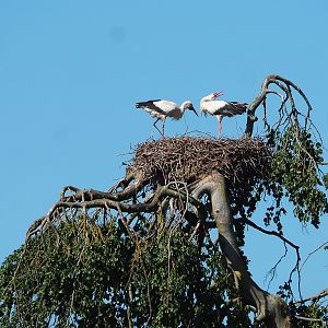 European white stork nest in tree, 2022-06-28