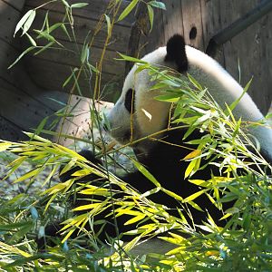 Giant panda Tian Bao (Ailuropoda melanoleuca), 2022-06-28