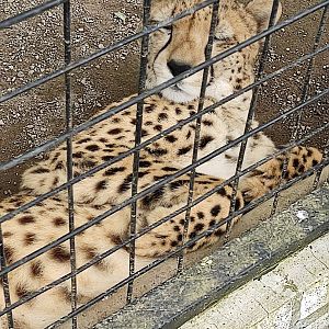 Southeast African Cheetah (Acinonyx jubatus jubatus)
