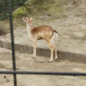 Fallow Deer (Dama dama)