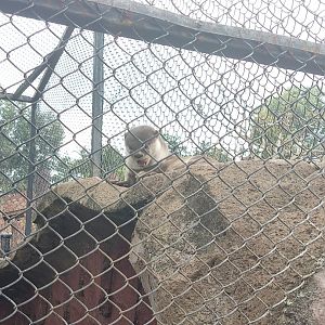 Hairy-nosed Otter (Lutra sumatrana)