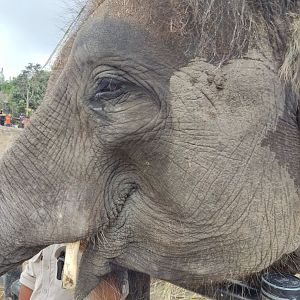 Sumatran Elephant (Elephas maximus sumatranus)