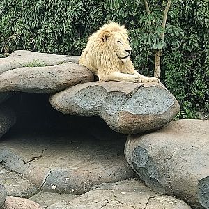 Transvaal Lion (Panthera leo krugeri)